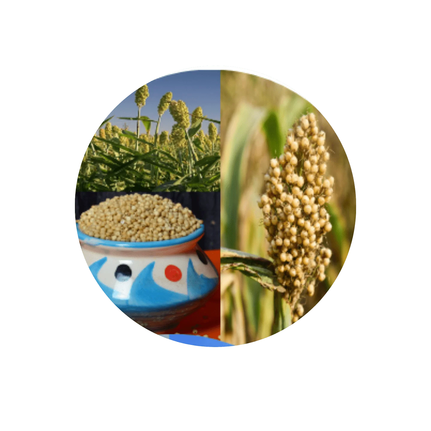 SORGHUM - JOWAR