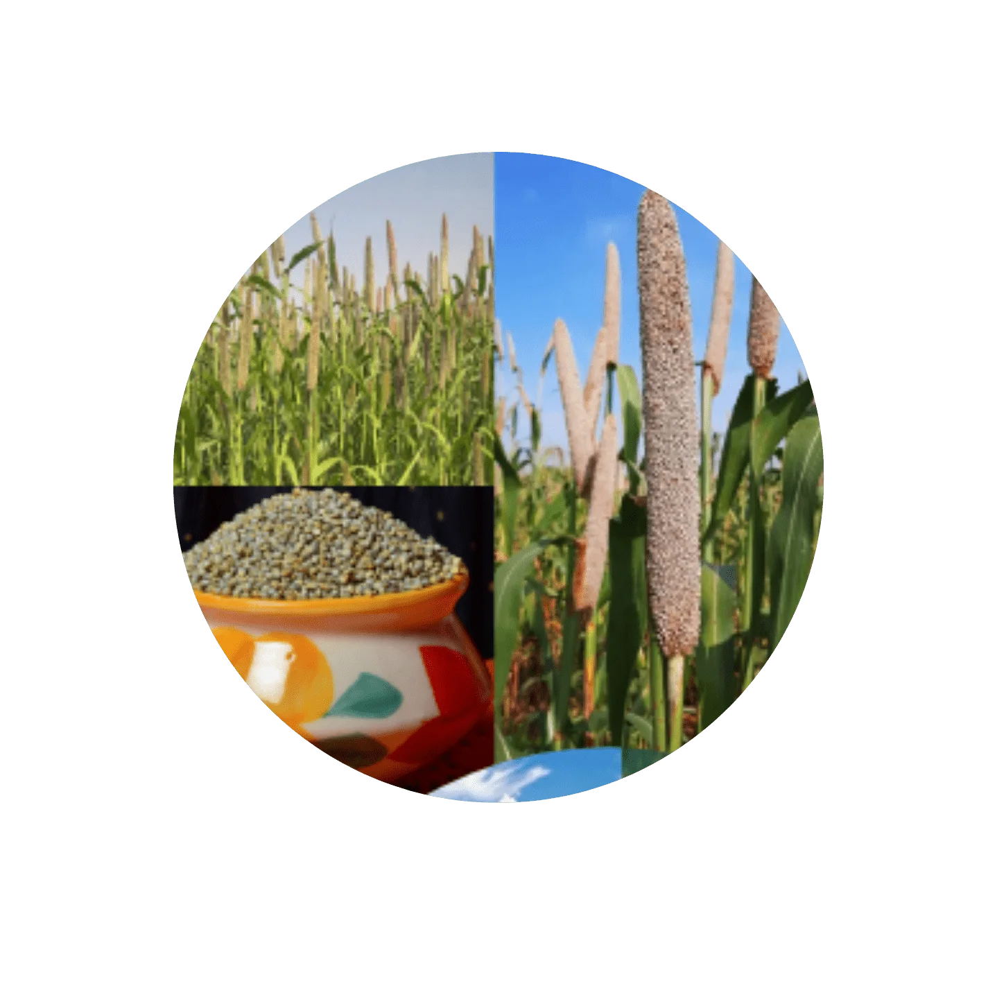 PEARL MILLET - BAJRA