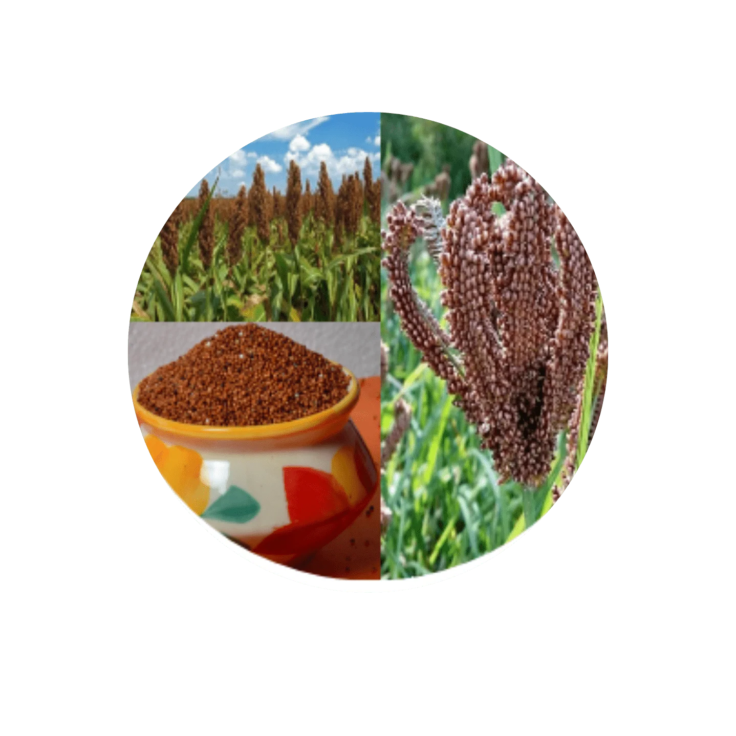 FINGER MILLET – RAGI