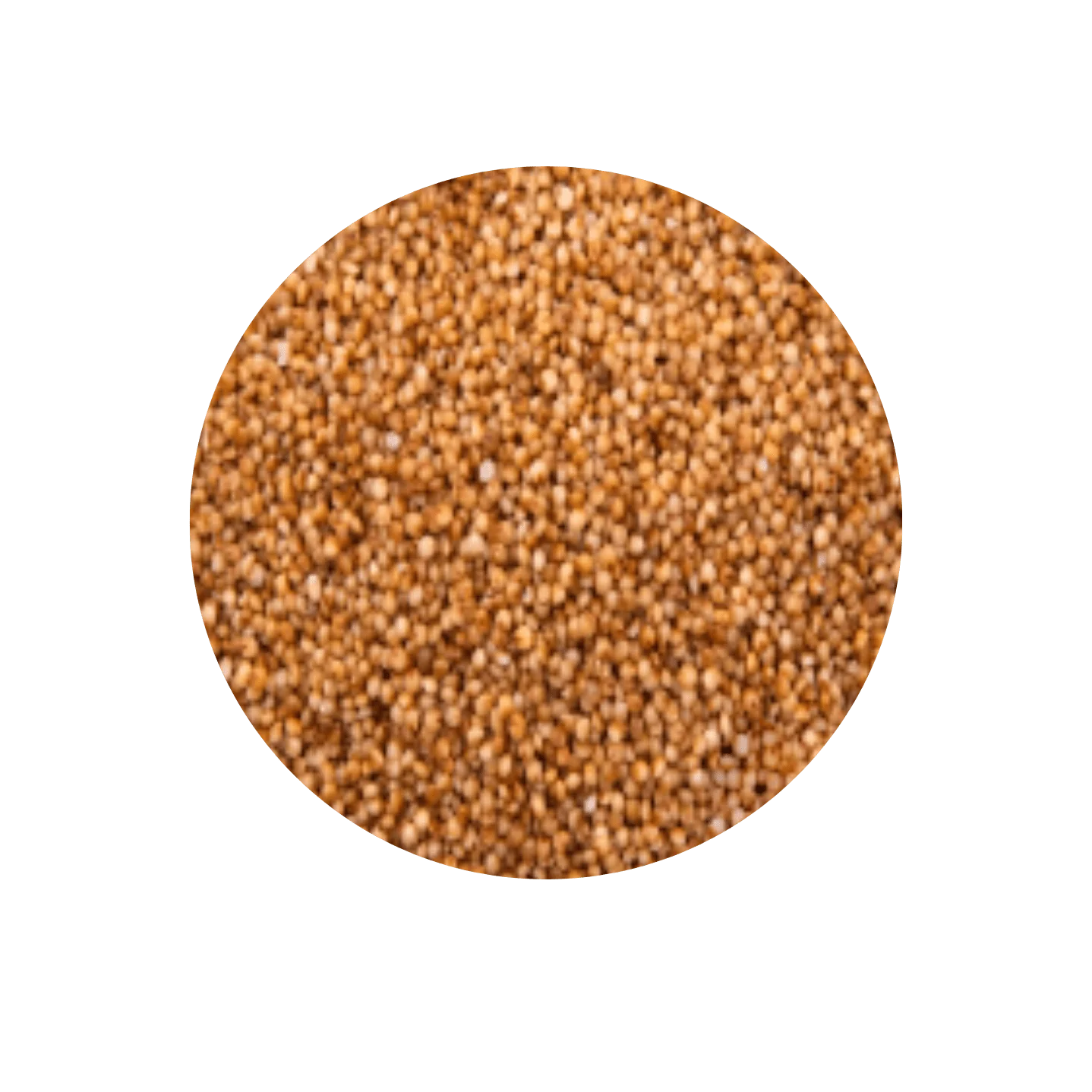 PEARL MILLET - BAJRA