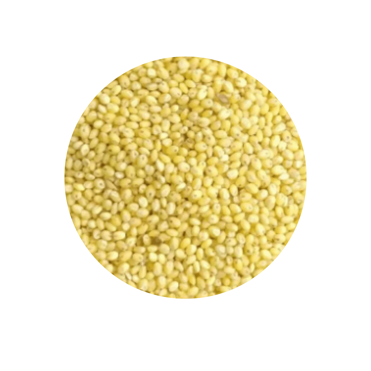 FINGER MILLET – RAGI
